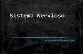 Sistema nervioso central y autonomo