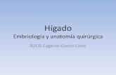 Hígado embriologia anatomia quirurgica