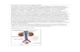 Anatomia y fisiologia del sistema renal   tarea