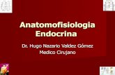 Anatomofisiologia endocrina[1]