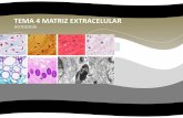 Tema 4.matriz extracelular, histología