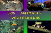 Presentación sobre los animales vertebrados