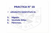 Histología - Practica 10 - Aparato Digestivo y Respiratorio