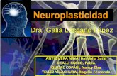 3 neuroplasticidad