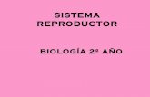 2º año Biología.Sistema reproductor