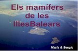 Els mamífers de les Balears