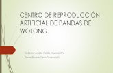 Pandas De Wolong