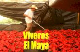Viveros El Maya
