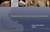 Paleobiodiversidad en el desierto de Ocucaje: Un tesoro dormido