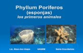 Phyllum poríferos