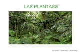 Las plantas tema 4
