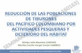 Reducción de las poblaciones de tiburones del Pacífico Colombiano por actividades pesqueras y deterioro del hábitat
