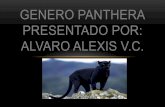 Genero panthera