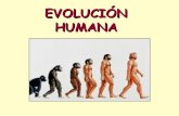 Evolución humana ppt