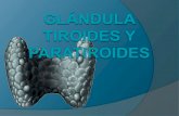 Glándula tiroides y paratiroides acv