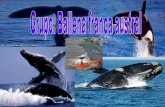 Grupo ballena franca austral