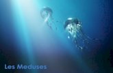 Meduses (joan  i santi)