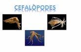 Cefalòpodes laia alba-2