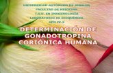 Determinación de gonadotropina coriónica humana