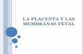 La placenta-y-las-membranas-extraembrionarias