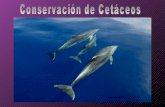 Conservación de-cetáceos-