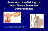 Bases Anatomo Fisiologicas 2008