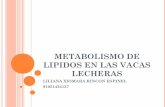 Metabolismo de lipidos en las vacas lecheras