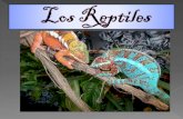 Reptiles laura