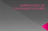 Morfologia de cavidades_pulpares(2)