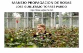 JOGUITOPAR - MANEJO DE PROPAGACIÓN DE ROSALES