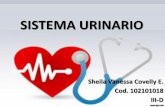 Sistema urinario sheila-covelly_iii-d_cod.102101018