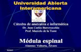 Medula Espinal (por Alvaro Valtorta)