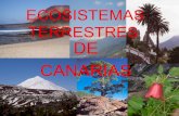 Ecosistemas De Canarias