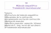 M eytransmisionneuromuscular (2)