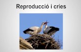 Reproducci³ cigonya