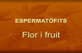 Espermatòfits flor i fruit.