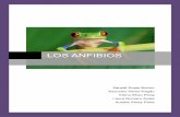 Los anfibios de la región de Murcia