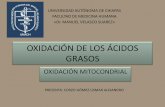 Oxidación de los ácidos grasos