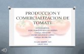 Produccion y comercializacion de tomate