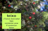 Teixo (Taxus baccata)