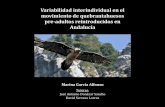 Variabilidad interindividual en el movimiento de quebrantahuesos pre-adultos reintroducidos en Andalucía