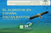 El alimoche en España: pintan bastos. Seo Birdlife