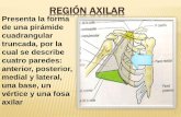 Región axilar  anatomia