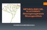 Seminario del metabolismo de glucogeno.