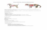 Patologias del Aparato Respiratorio en perros y gatos