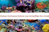 Datos curiosos sobre los Arrecifes de Coral