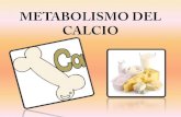 Metabolismo del calcio majo