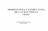 2 3-clase-morfologc3ada-y-estructura-de-laa-bacterias