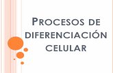 Procesos de diferenciación celular