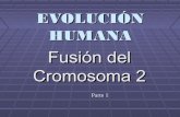 Evolución Humana: Fusión del cromosoma 2. Parte 1